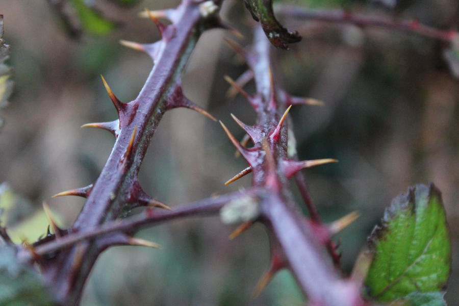 Twig Brambles Bramble Thorns by ILikeToStepOnCracks on DeviantArt