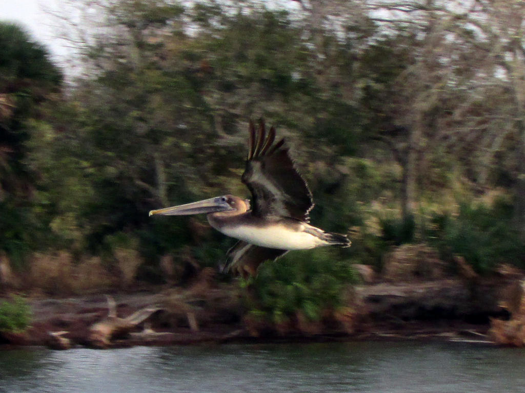 Pelipper's flight