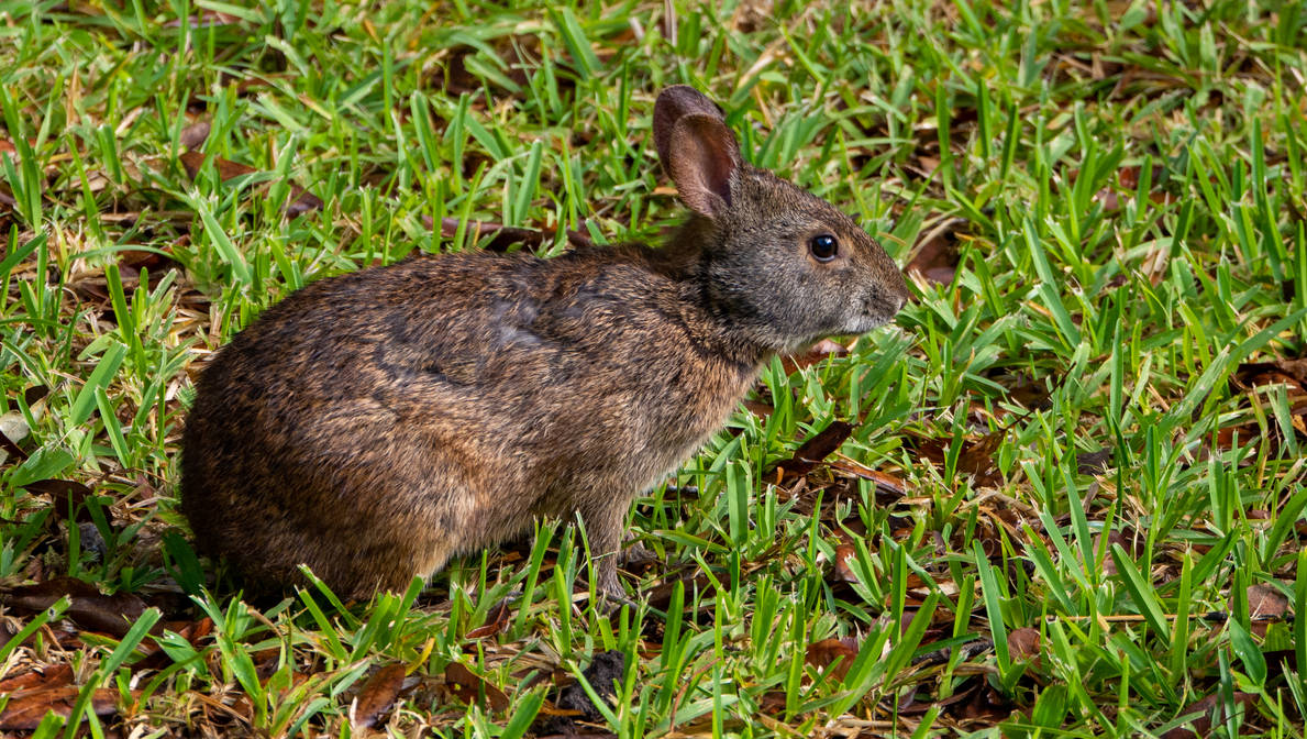 Marsh Rabbut Drawing Marsh rabbit 2 by Stoopid1 on DeviantArt
