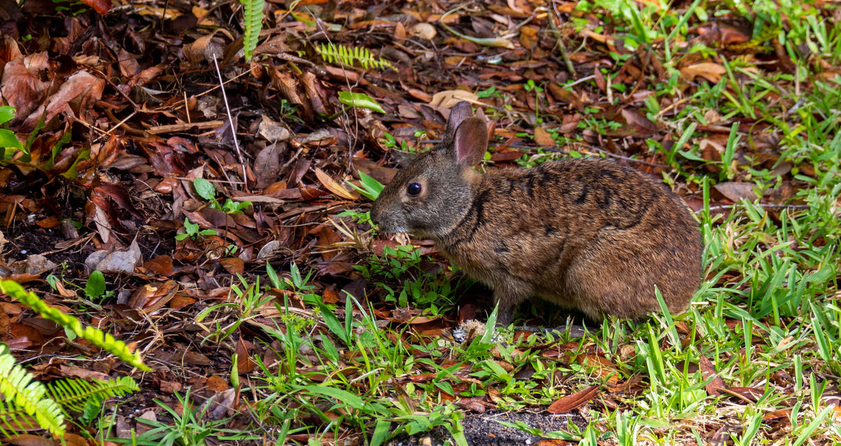 Marsh Rabbut Drawing Marsh rabbit 3 by Stoopid1 on DeviantArt