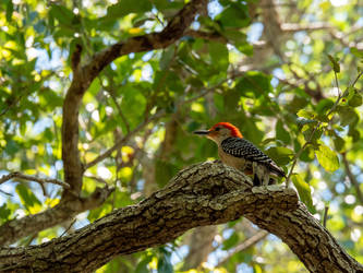 Super saiyan woodpecker