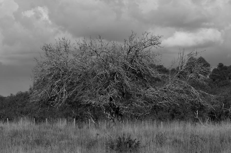 Knarly Tree by Zenthorus on DeviantArt