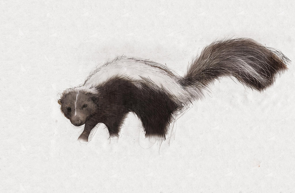 Skunk