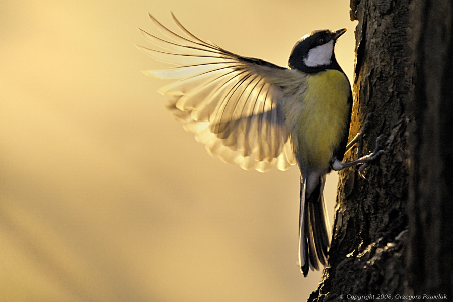 Parus major - Great tit