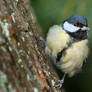 Parus major - Great tit 3