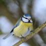 Parus caeruleus-Blue tit 3