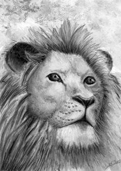 Lion by bdec