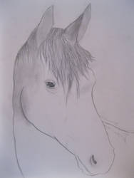 horse w.i.p.