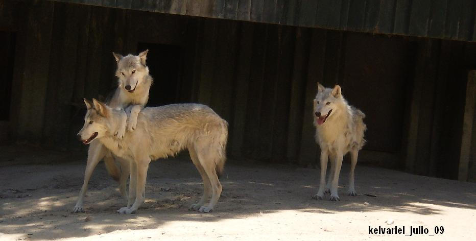 friendly wolves by KelvarielSulka on DeviantArt