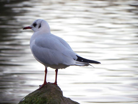 Gaviota reidora