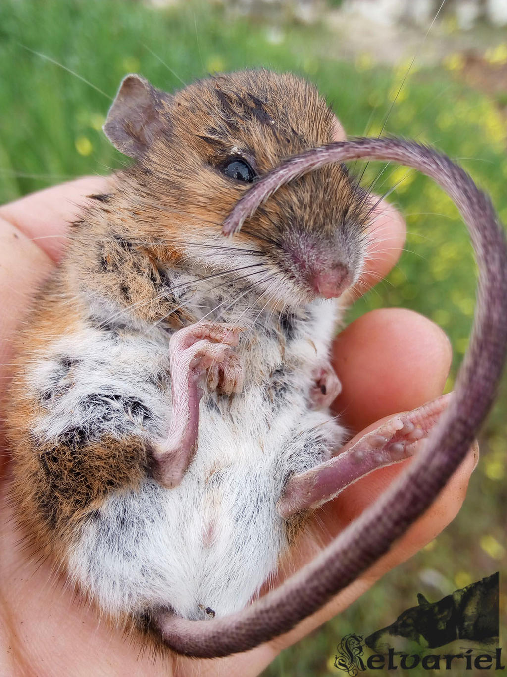 Raton De Campo Apodemus Sylvaticus By Kelvarielsulka On Deviantart Raton De Campo Apodemus Sylvaticus By Kelvarielsulka On Deviantart