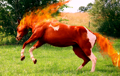 Fire Horse