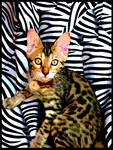 Curry Curry the Bengal cat by MushroomBrain