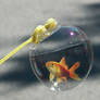 poisson bulle