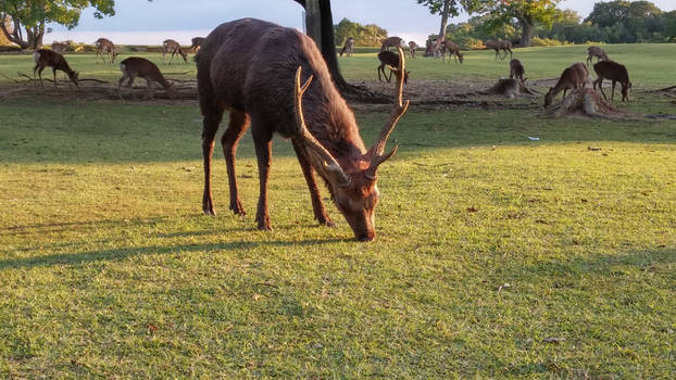 Deer park, Nara