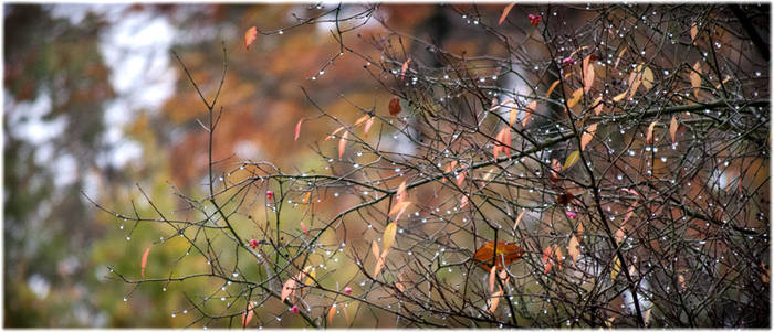 Autumn-leaves