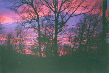 Sunset through trees