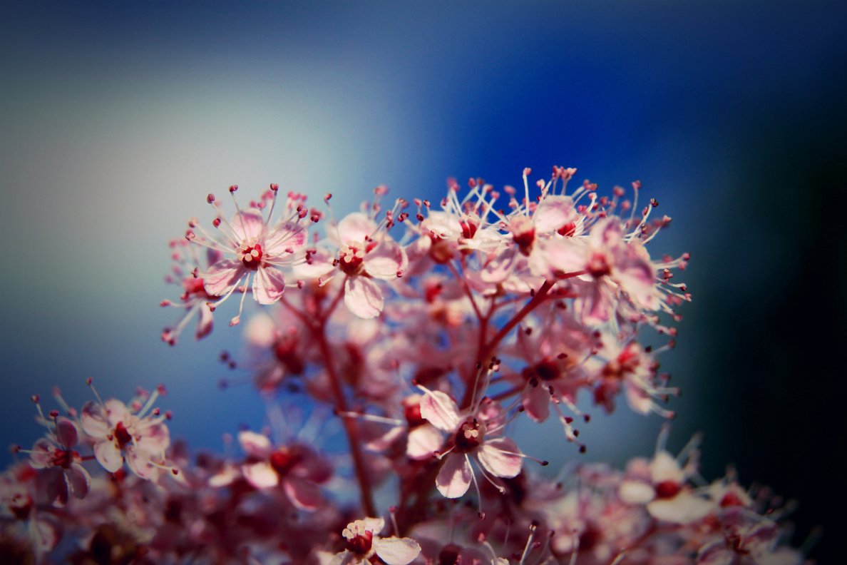 Les petites fleurs