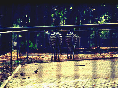 Mr and Mrs zebra