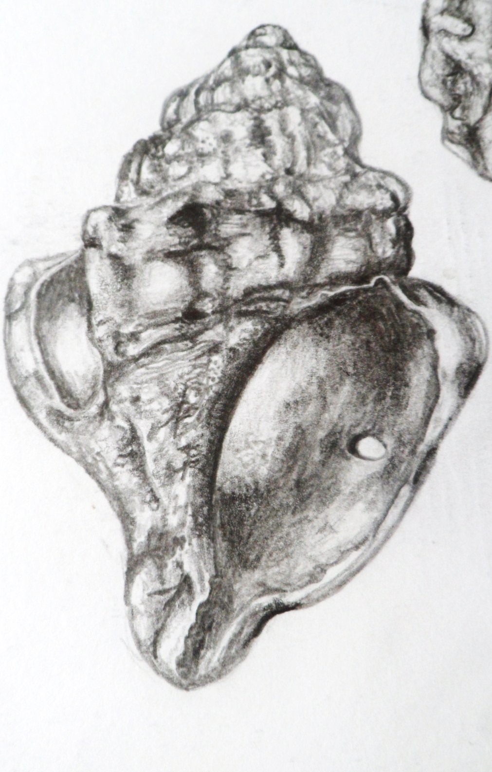 Observational Study In Art