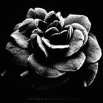 the_dark_rose by Jiecess