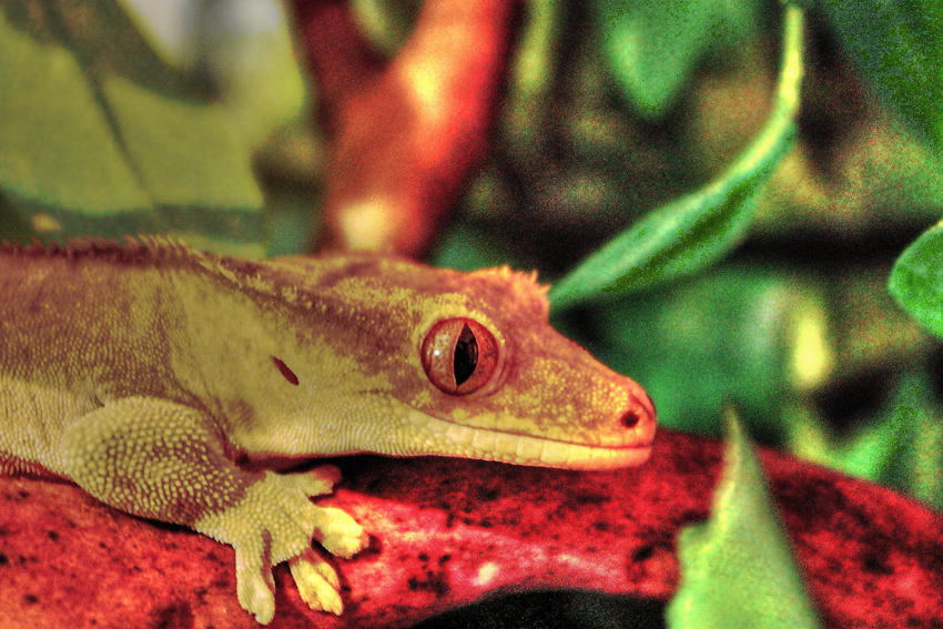 Gecko Deviantart gecko by chdasari on DeviantArt