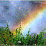 Miracle Rainbow