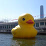 The Rubber Duck