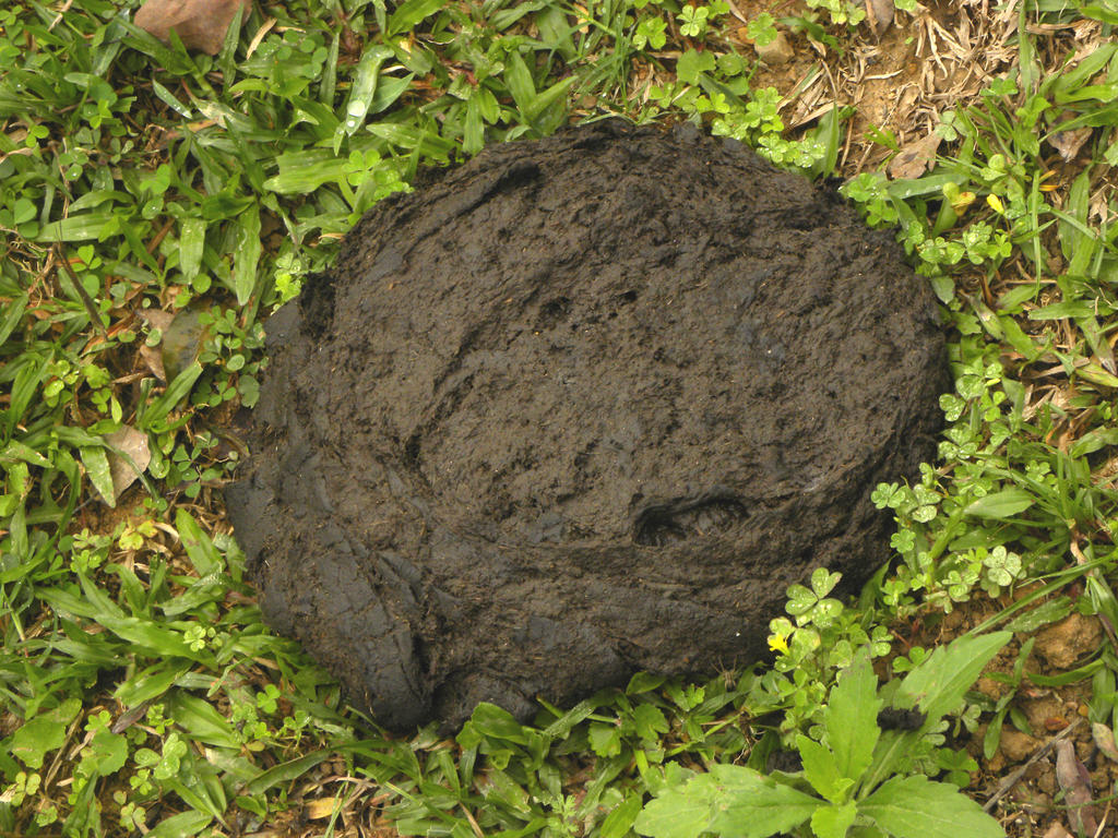 Dung Dung Dung Dung by RiverJvari on DeviantArt
