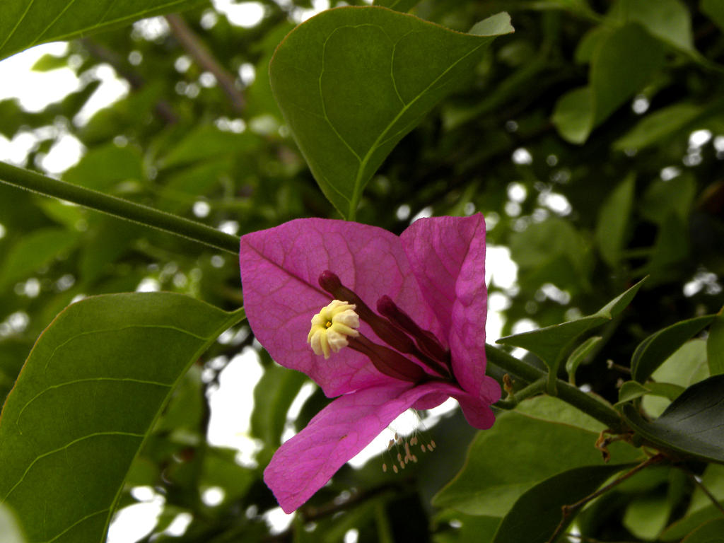 Bougainvillea