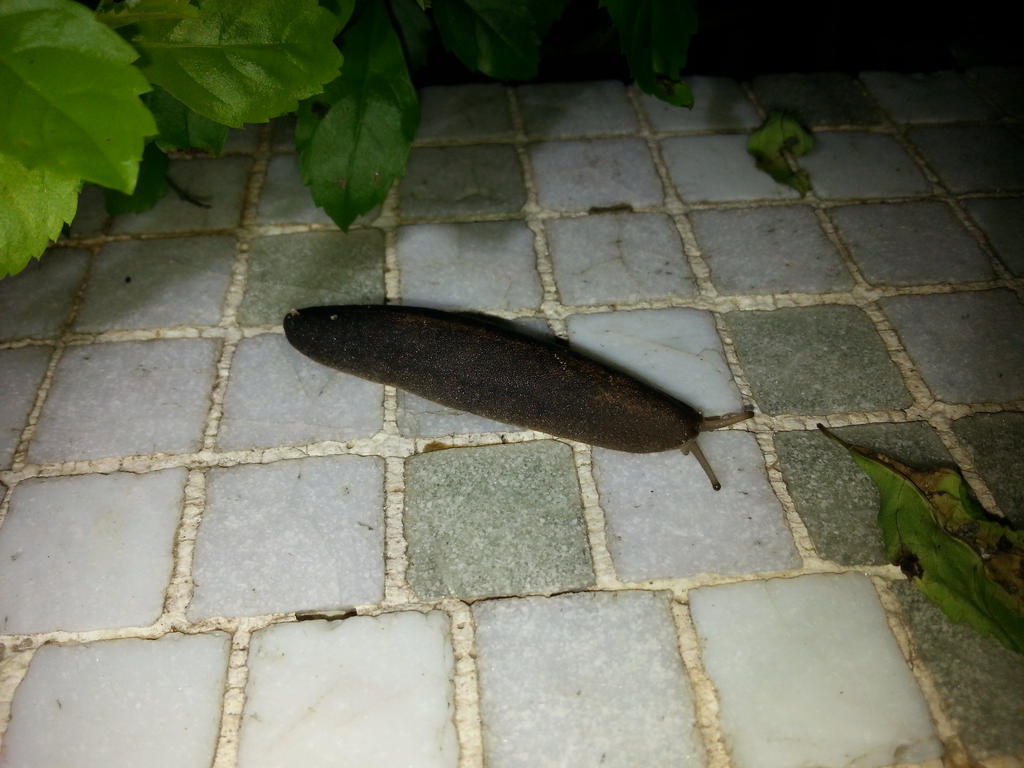 Slug 9Jun2014 1