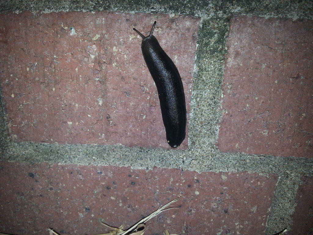 Slug 13Jul2014 4