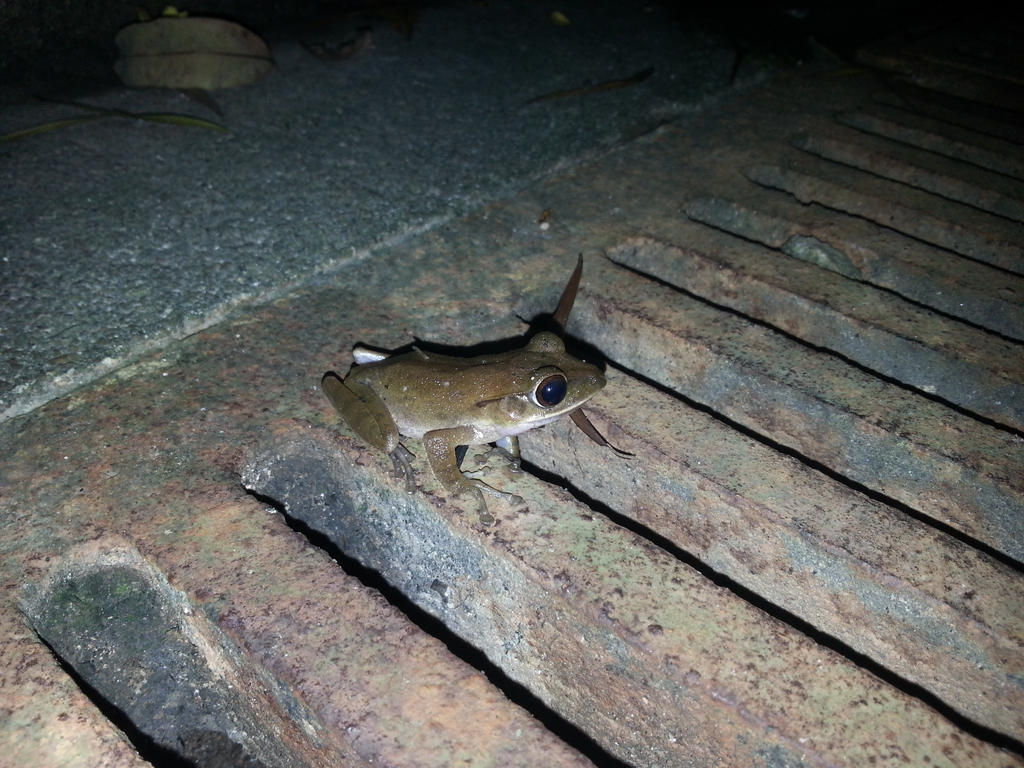 Frog 3Aug2014 4