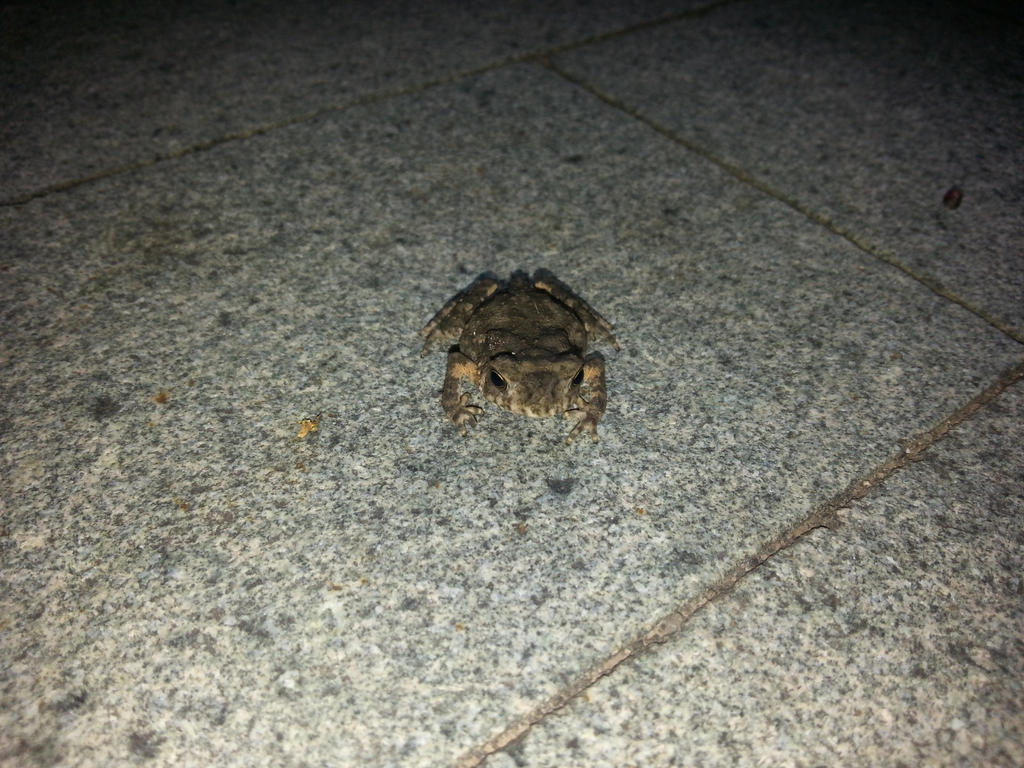 Toad 12Sep2014 2