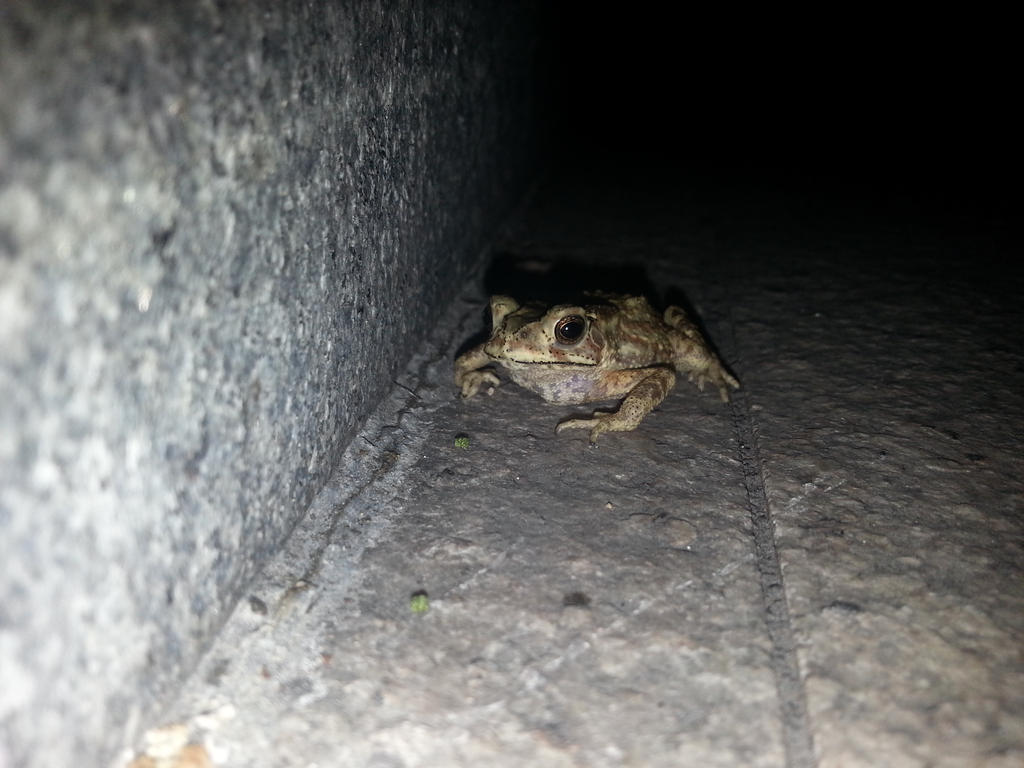 Toad 5Oct2014