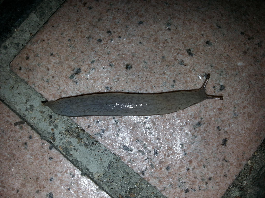 Slug 26Oct2014 3