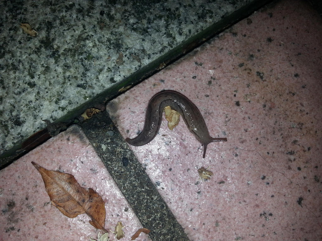 Slug 29Nov2014 4