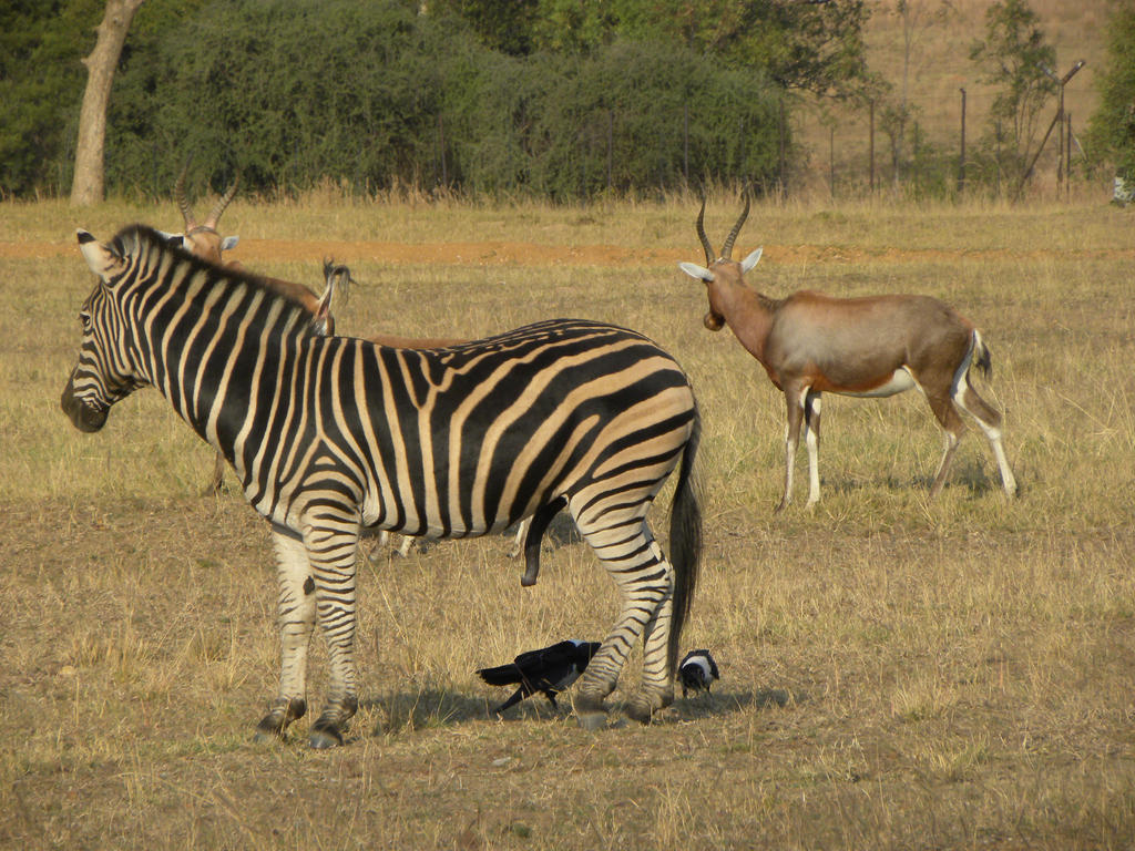 Size zebra penis Equus (genus)