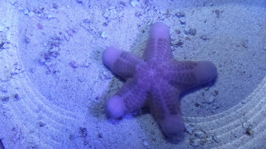 Granulated sea star