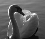 swan 2 by OpticalIlluzens
