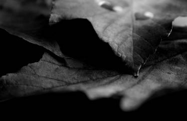 Leaves II