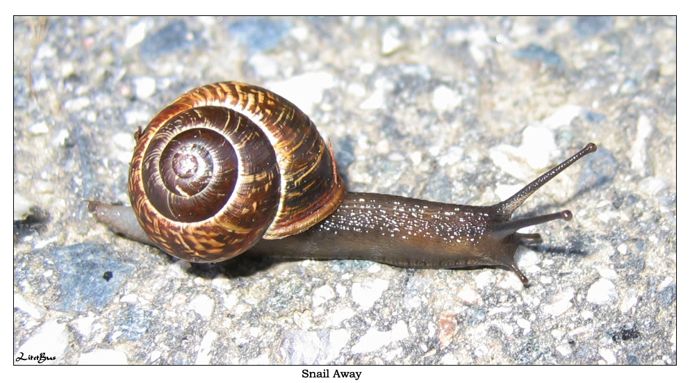 - Snail Away -