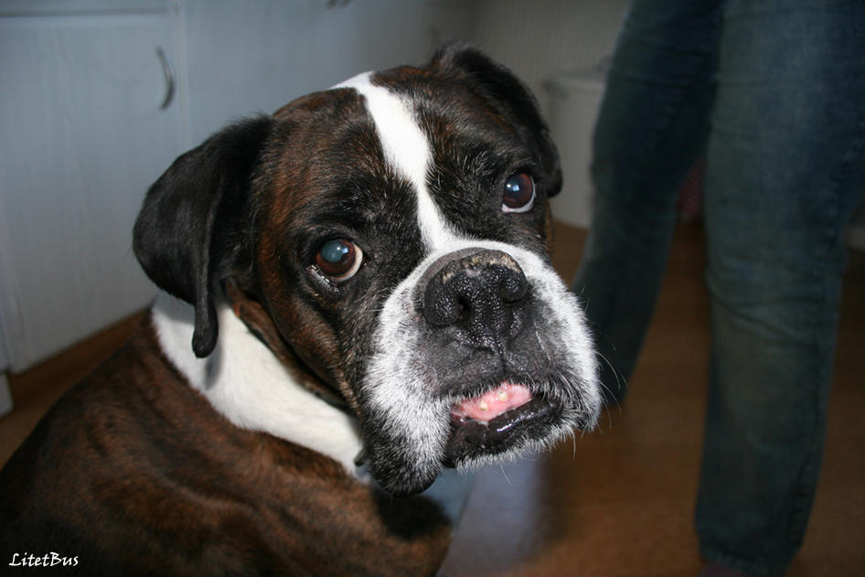 Besson Dog Benson the dog by litetbus on DeviantArt