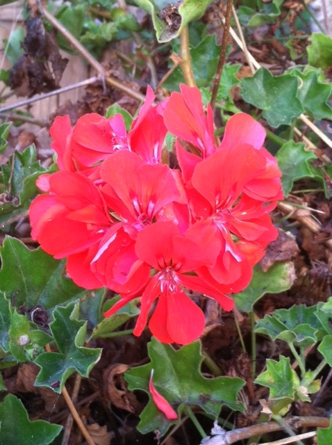 Bunch of flowers