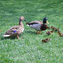 Duck Family