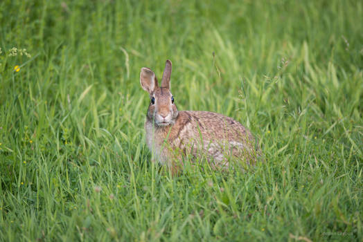 A Wild Bunny Appears