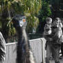 Emu Pop Dance