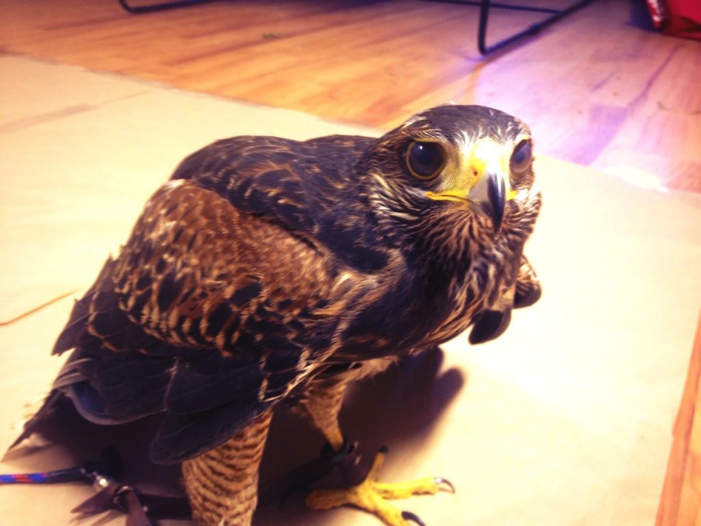 Meet Atlas! My Hawk :D