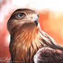 Juvenile Ferruginous Hawk - painting