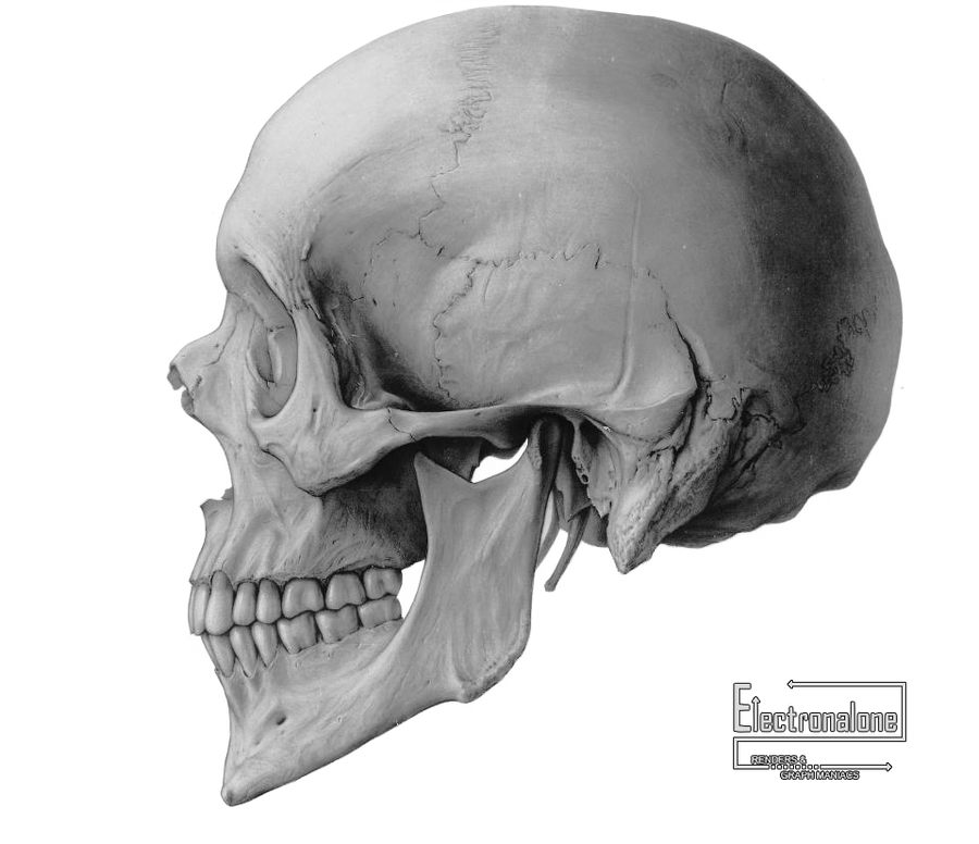 crane humain ossement squelette vue de face by Electre-gfx on DeviantArt